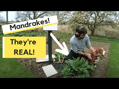 MANDRAKES - they are REAL and grown in Oxford!