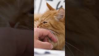 The Reason Your CAT BITES YOU When You Pet Them! 🐈👉🏻 #Cat #SHORTS