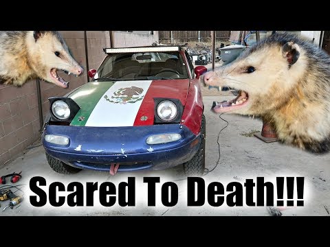Possum Attack While Fixing Baja Miata