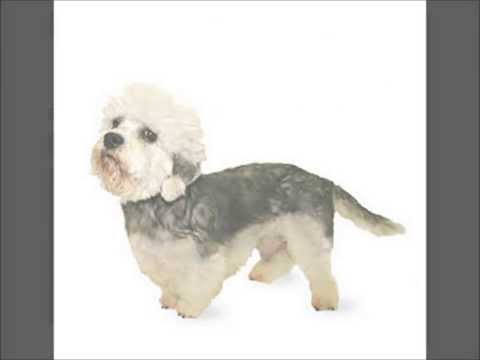 Dandie Dinmont Terrier