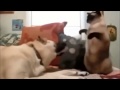 FUNNY NEW VIDEOS Funny Cats Funny Cat Videos Kitten Fails 2014 HD Clip52