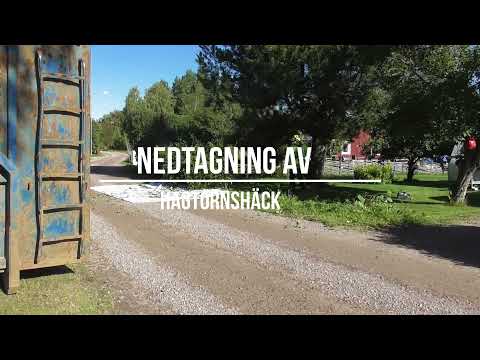 Motorsåg  - nedtagning av hagtornshäck
