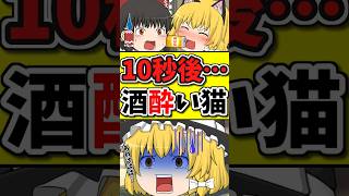 10秒後･･･酔っぱらい猫ちゃんが怒られて調子に乗る！？ #shorts #ゆっくり茶番劇 #博麗霊夢