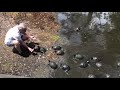 Turtle Calling