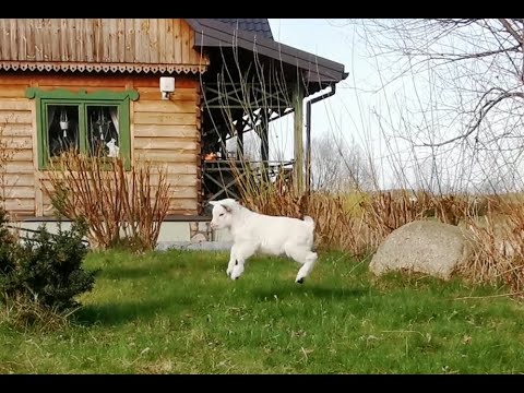 Kozy miniaturki - miniature goats