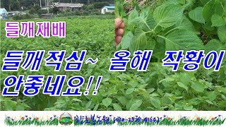 20년 긴 장마로 들깨생육도 불량하고, 작황이 안좋네요!