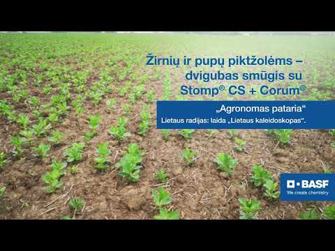 Žirnių ir pupų piktžolėms – dvigubas smūgis su Stomp CS + Corum | BASF