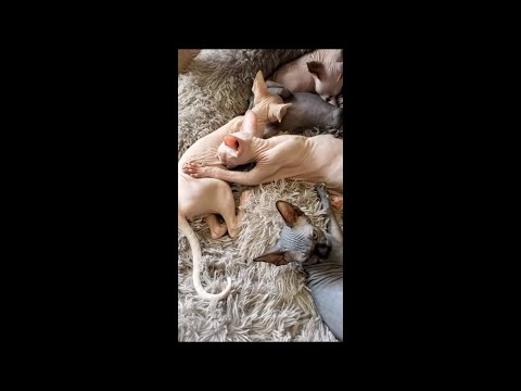 Sphynx Kittens Nursing on Each Other