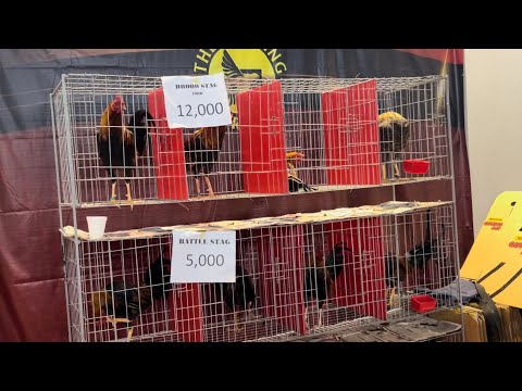 Presyo ng Pullet, Brood Stag at Battle Stag sa Fiestag 2025