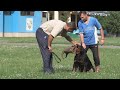 Rottweiler - Falco von Hause Drazic