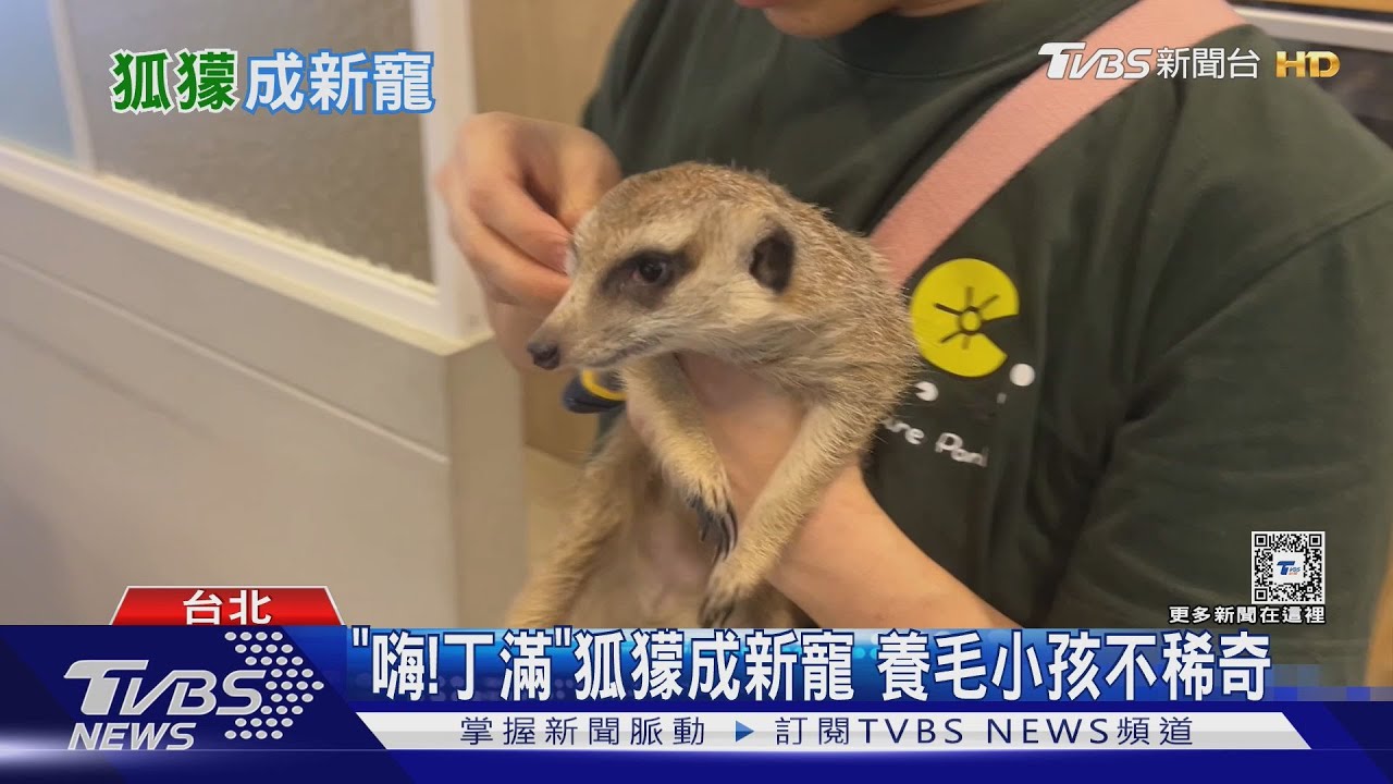 想養「丁滿」嗎？飼養稀有寵物請先停看聽