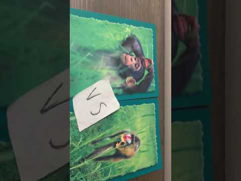 Chimpanzee VS Mandrill