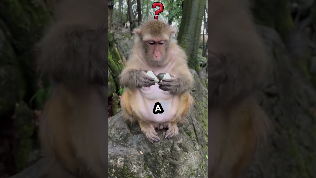 Monkeys are too human