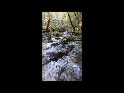 The pour duck - a poem in French and English