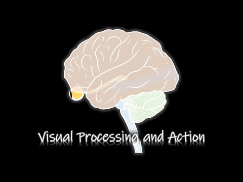 Visual Processing and Action [Perecption] [ENG/KOR]
