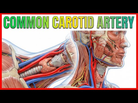 Common carotid Artery Anatomy  - Origin , Course , Relations , Branches , Clinical anatomy - USMLE