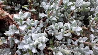 Oscularia deltoides