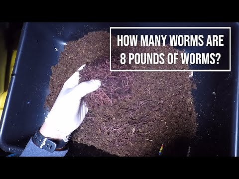 How Many worms are 8 pounds of worms? 8 lbs. of Red Wigglers DELIVERED - www.northeastworms.com