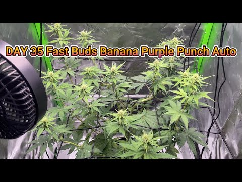 Growing Fast Buds Banana Purple Punch Auto - Day 35
