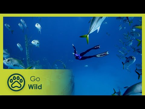 Fragile Mediterranean - Adventure Ocean Quest 2/5  | Go Wild