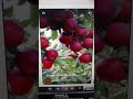Apple Shorts