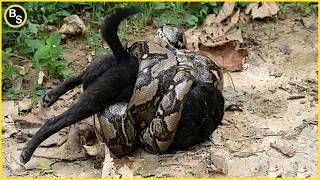 When Animals Messed With The Wrong Opponent