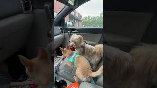 Video preview image #1 Chihuahua Puppy For Sale in Holly Springs, NC, USA