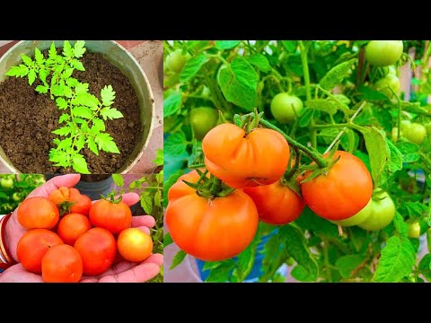Complete Tutorial On Tomato Plants/How To Grow Lots Of Organic Tomatoes In Container At Home Garden