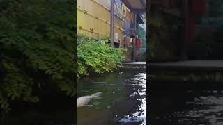 Download lagu Secrets Beneath the Streets: Japan's Drainage Canal Home to a Colorful Koi Paradise #koi #fish mp3