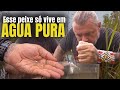 THE RAREST FISH IN BRAZIL IS HIDDEN HERE