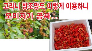 고라니 방조망도 이렇게 이용하니 오미자가 공짜...(텃밭농장 오미자 재배법, 오미자 묘목, 오미자 심기, 오…