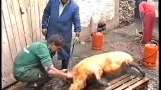 preview picture of video 'Matanzas 1991 Llamas de la Ribera'
