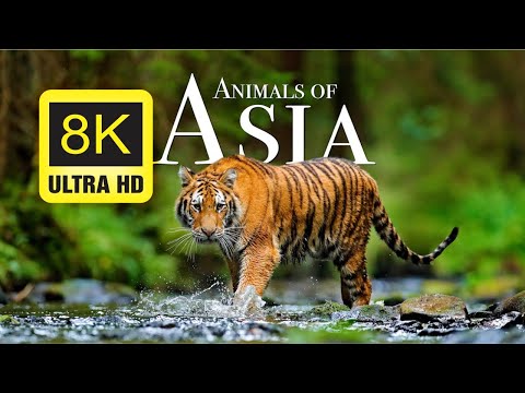 Animals Of Asia 8K - Names and Real Sounds - 8K - FULL HD