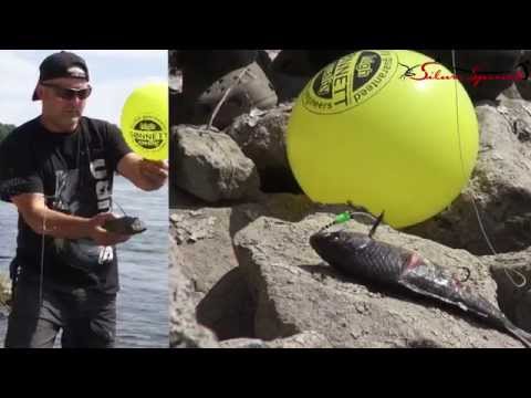 JENZI 2015 - Angeln auf Deutsche Waller (Teil 6)