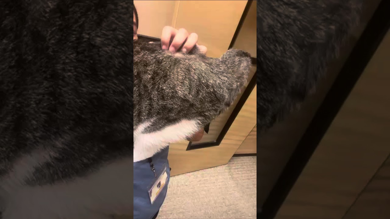 Whistle, an adopted mixed breed in Pearland, TX video 3/6