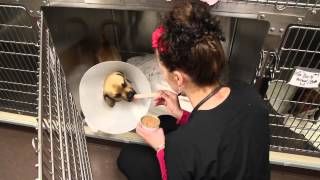 preview picture of video 'The Animal Care Center of Ooltewah - Short | Ooltewah, TN'