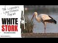 White Stork Ciconia Ciconia The Legendary Long Distance Migrant Birds Trending Wildlife