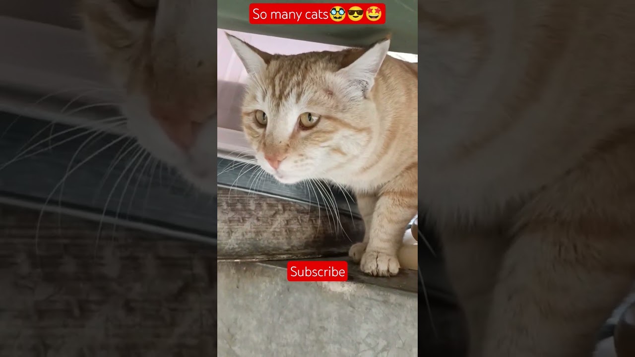 Why Do You Skip Small YouTubers? 💔 | Support Small Creators #shorts #cats #likeandsubscribe