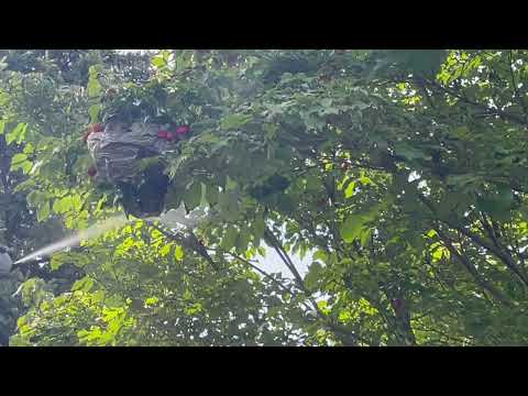 Taking Down a Yellow Jackets Nest Hanging in a Tree in Barnegat Light, NJ
