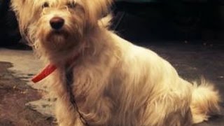 Music To Look At A SCRUFFY PUPPY To (This puppy is mad & he's not going to take it anymore!)