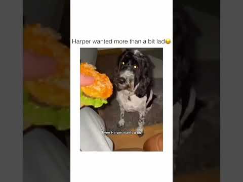 The Most Hilariously Cute Dog#funnydogs#cute#doglover#FunnyCuteDog#AdorablePuppy#FunnyCuteDog