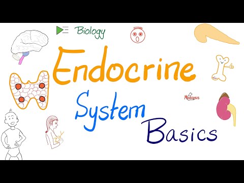 Endocrine System - An Introduction - Biology, Anatomy, and Physiology