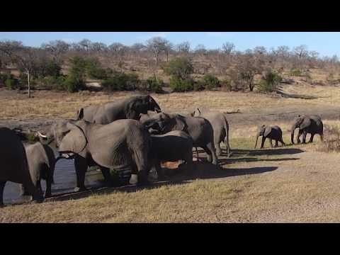 Djuma: Breedingl herd of Elephants come for drink - 15:44 - 08/30/18