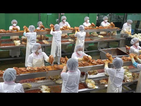 국내산 100% 원재료로 아삭한 배추김치를 대량생산하는 과정. 놀라운 한국의 김치 제조 공장
