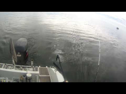 Team Sushi Vänern Mars 2019