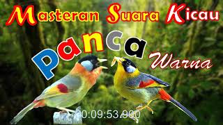 Download lagu Masteran Suara Tembakan Pancawarna Gacor | Ngeplong | #kicauburung #kicau #pancawarnagarut mp3 Download lagu Masteran Suara Tembakan Pancawarna Gacor | Ngeplong | #kicauburung #kicau #pancawarnagarut mp3