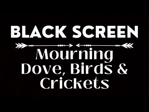 Mourning Dove, Birds and Cricket Sounds | Early Morning Ambience | Black Screen 10 Hours