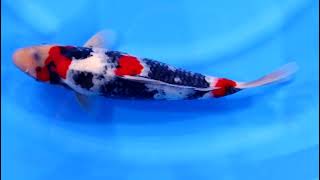 video van Showa SH-NA24-10146