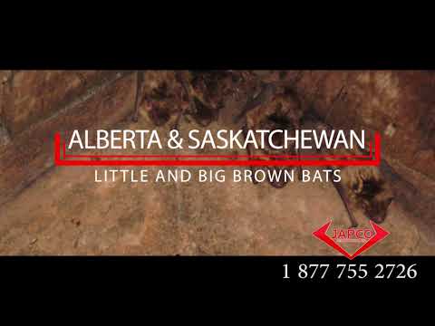 Bat Pest Control by JAPCO