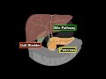 Anatomy of Bile Pathway, Gall Bladder & Pancreas